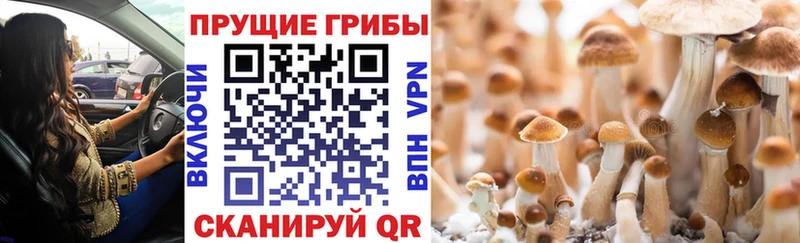 Галлюциногенные грибы прущие грибы  Тобольск 